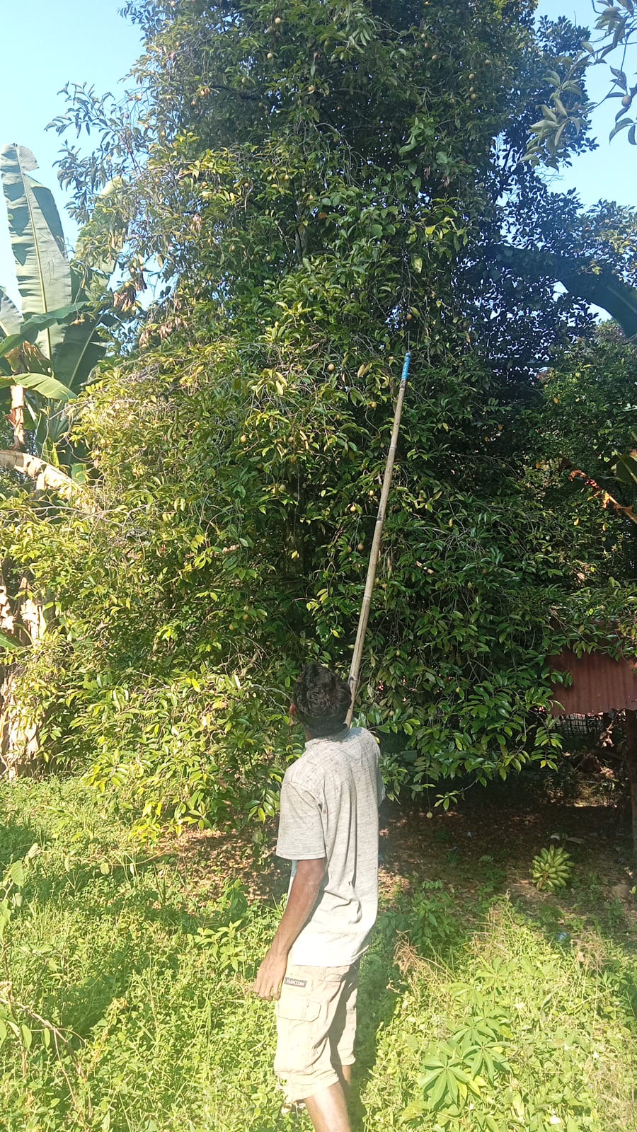 pohon pala menjadi sumber ekenomi sebagian pemuda didesa